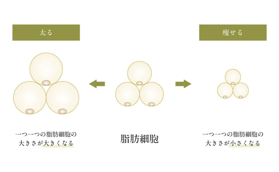 DIOクリニックの医療ダイエットを検討する人のイメージ